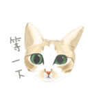 FlowerCat says（個別スタンプ：15）