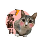 Four thief cats（個別スタンプ：5）