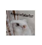 My Indy hamsters 2（個別スタンプ：1）