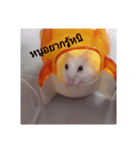 My Indy hamsters 2（個別スタンプ：13）