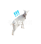 Everyday of funny goat！（個別スタンプ：6）