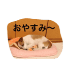 JRT ラン（個別スタンプ：5）