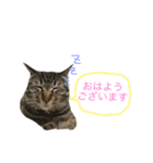 ねこの敬語すたんぷ（個別スタンプ：11）