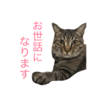 ねこの敬語すたんぷ（個別スタンプ：13）