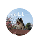 I'm Dog not Cat！（個別スタンプ：2）