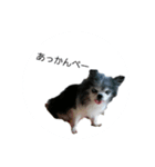 I'm Dog not Cat！（個別スタンプ：4）