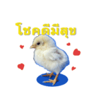 Little Chick Sticker（個別スタンプ：6）