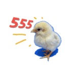 Little Chick Sticker（個別スタンプ：10）