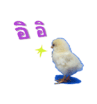 Little Chick Sticker（個別スタンプ：15）