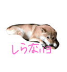 柴犬、くう（個別スタンプ：2）