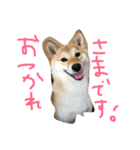 柴犬、くう（個別スタンプ：4）