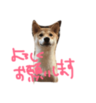 柴犬、くう（個別スタンプ：5）