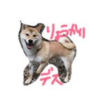 柴犬、くう（個別スタンプ：7）