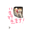 柴犬、くう（個別スタンプ：12）