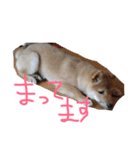 柴犬、くう（個別スタンプ：14）