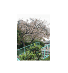 筒井公園の桜（個別スタンプ：2）