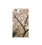 筒井公園の桜（個別スタンプ：3）