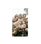 筒井公園の桜（個別スタンプ：4）