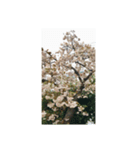筒井公園の桜（個別スタンプ：5）