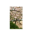 筒井公園の桜（個別スタンプ：7）