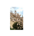 筒井公園の桜（個別スタンプ：8）