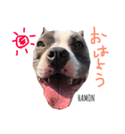 americanbully   HAMON＆BIANCA（個別スタンプ：2）