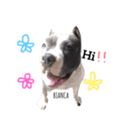 americanbully   HAMON＆BIANCA（個別スタンプ：13）