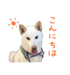 白い柴犬フクくんスタンプ（個別スタンプ：1）