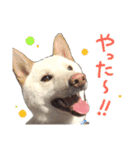 白い柴犬フクくんスタンプ（個別スタンプ：6）