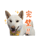 白い柴犬フクくんスタンプ（個別スタンプ：11）