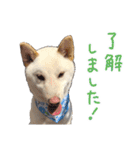 白い柴犬フクくんスタンプ（個別スタンプ：20）