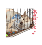 白い柴犬フクくんスタンプ（個別スタンプ：21）