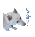 白い柴犬フクくんスタンプ（個別スタンプ：24）