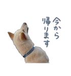 白い柴犬フクくんスタンプ（個別スタンプ：32）