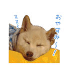 白い柴犬フクくんスタンプ（個別スタンプ：38）