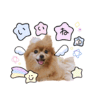 愛犬ポメ♡メルちゃんスタンプ♡（個別スタンプ：11）