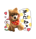 愛犬ポメ♡メルちゃんスタンプ♡（個別スタンプ：16）