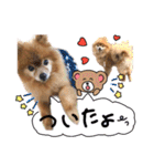 愛犬ポメ♡メルちゃんスタンプ♡（個別スタンプ：36）