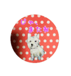 the dogs and cats（個別スタンプ：24）