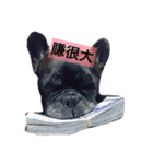 French Bulldog vai 2（個別スタンプ：1）