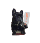 French Bulldog vai 2（個別スタンプ：6）