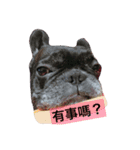 French Bulldog vai 2（個別スタンプ：8）