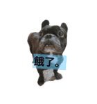 French Bulldog vai 2（個別スタンプ：9）