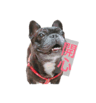 French Bulldog vai 2（個別スタンプ：10）