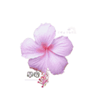 Hua Flower（個別スタンプ：1）