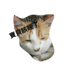 cat's inner voice（個別スタンプ：5）