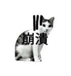 cat's inner voice（個別スタンプ：10）