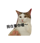 cat's inner voice（個別スタンプ：27）