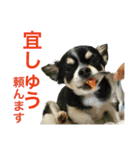 大阪弁の空太  2（Chihuahua）（個別スタンプ：1）
