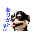大阪弁の空太  2（Chihuahua）（個別スタンプ：2）